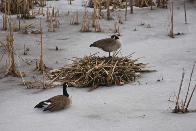 Canada Goose Sitting down to prevent cold feet